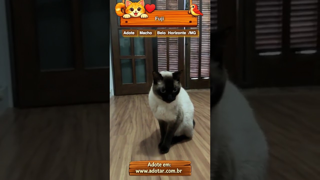Gato raça Siamês idade 5 anos nome Fuji