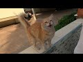 Orange Cat Meowing And Trilling At Same Time Is Unbelievably Cute