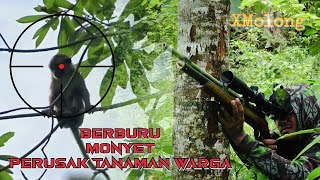 Download lagu MANTAP..!! SEKAMPUNG IKUT BERBURU MONYET PERUSAK TANAMAN PETANI mp3