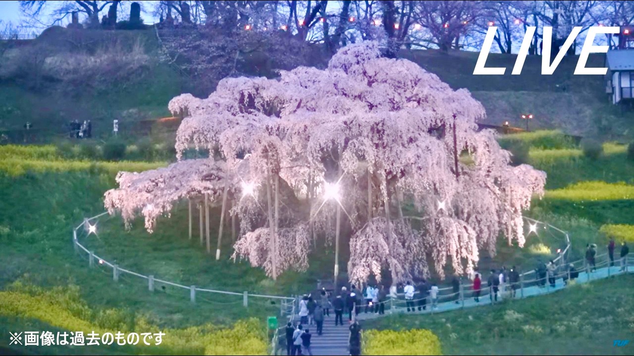 【ライブ】三春滝桜（福島県三春町）🌸 日本三大桜の開花状況・現在の様子｜TUFライブカメラ