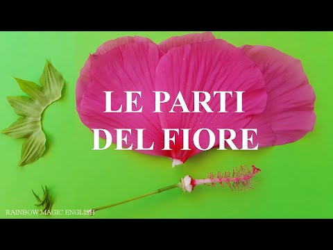 Le parti del fiore | Parts of flower and their functions