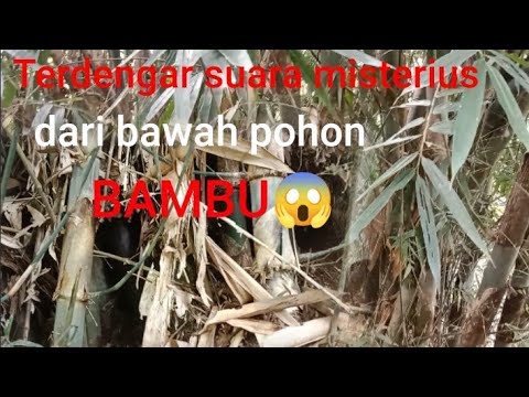 ngeriii!!!! bikin merinding|suara misterius dari bawah pohon bambu