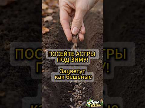 Посейте астры под зиму прямо сейчас. Зацветут как бешеные на месяц раньше #дача#огород #астры #цветы
