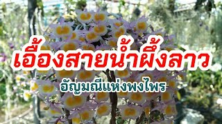 กล้วยไม้เอื้องสายน้ำผึ้งลาว ดอกมีกลิ่นหอม กล้วยไม้ผลัดใบ