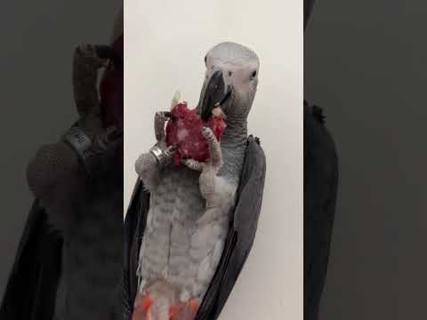 Жако лежит на спине и кушает колбасу 🤦‍♀️