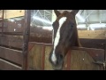 Horse Neighing