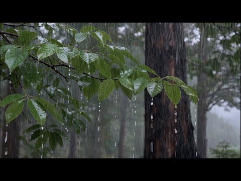 Sleep or Relax with Heavy Rain No Thunder Sound on Forest Leaves, Relaxing Rain for Sleeping