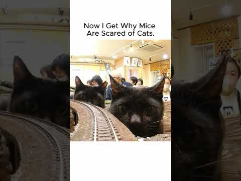 Now I Get Why Mice Are TERRIFIED of Cats