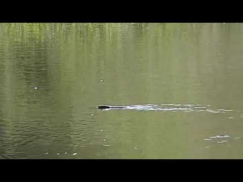 Djuma: Water Monitor Lizard swimming across the dam - 08:44 - 02/15/2020