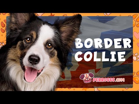 Inteligencia del Border Collie 🧠