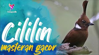 Download lagu Masteran Pancingan Cililin Gacor Durasi Panjang Untuk Masteran Murai Batu, Cucak Ijo mp3