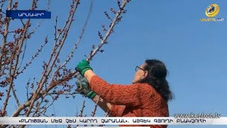 «Բնության մեջ չես կարող չարանալ». Այգեկի բնակչուհին միայնակ է խնամում 5000 քառակուսի մետրանոց այգին