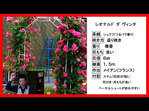 フロリバンダ「レッド・レオナルド・ダ・ヴィンチ」 植物