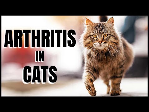 Arthritis in Cats