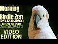 Morning Birdie Zen Happy Parrot Soundscape HD Parrot TV VIDEO EDITION 3 Hours Bird Room TV
