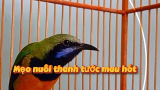 Download lagu Cách nuôi chim thanh tước mau hót mp3 Download lagu Cách nuôi chim thanh tước mau hót mp3