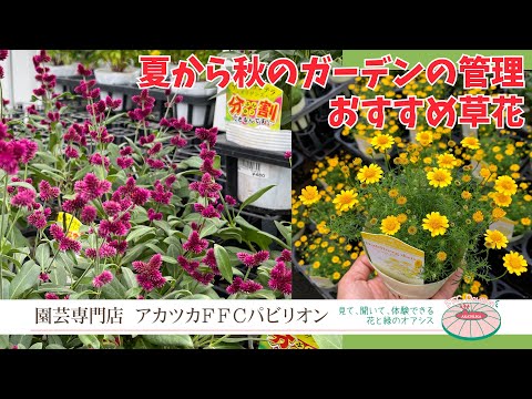 園芸 フェアリーベル、ゴールデンドロップ