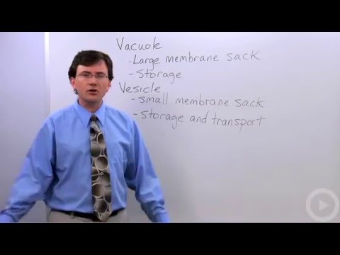 Vacuoles-Vesicles