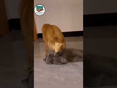 🐕🐈😁dogs fart on cat face 😂😂||funny animals cat and dog||#funny #cat #dog #fart #funnyvideo #animals