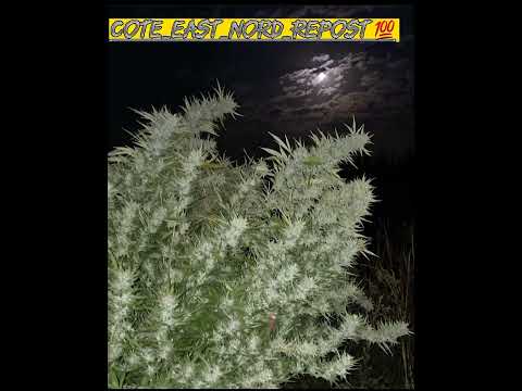 🥶💯Kenny Sol x Keene Roti - Sha Naa (Drushtii Remiix)👌👌