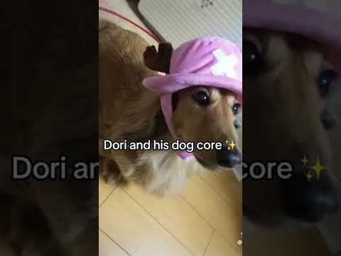 Not mine (I found of tiktok) #fyp #aliceinborderland #dog #fyp #dori #aliceinborderland #fyp