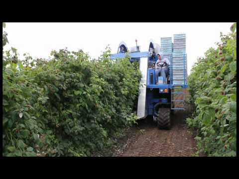 NEW! Oxbo 9120 Raspberry Harvester