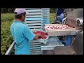 Objektyvas PT361060M3MP12 CS mount 6mm Raspberry Pi kamerai