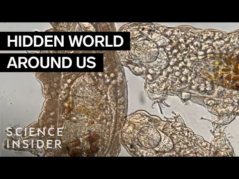 尼康2019年大賽的最佳微電影鏡頭。 (The Best Microscopic Footage Of Nikon’s 2019 Competition)