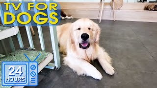 Video Entertain Keep Your Dog Happy When Home Alone - 24 Hours of Anti-Anxiety Music for Dog