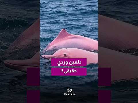 ظهور دلفين وردي نادر في عُمان يثير دهشة المتابعين!