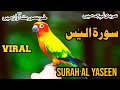 tilawat e Quran |surah Al yaseen ❤️| best tilawat beautiful riaction of Quran |‎@QariAkmalSultani 