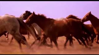 Mickey Newbury - Shenadoah