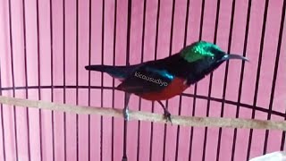 Download lagu Konin Dada Merah Gacor isian Love Bird mp3