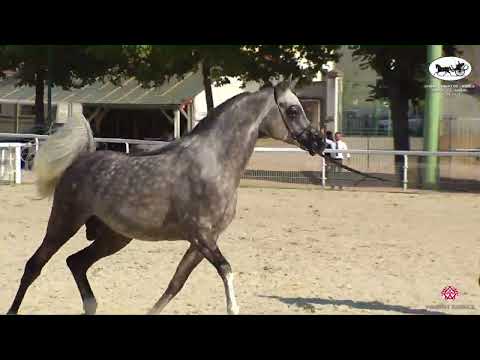 N 56 SHAREEM RC   Championnat de France du Cheval Arabe   Vichy 2022   Stallions 4 6 Years Old Class