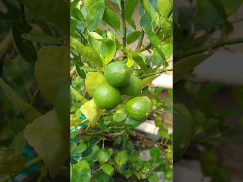 3 Lemons - Roots - Misc Originals