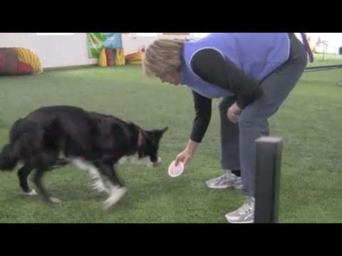 Contact Training Kayl McCann