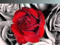 Scarlet Rose - Alexa Khan 
