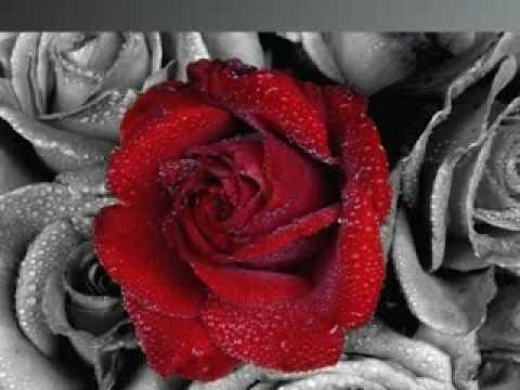 Scarlet Rose - Alexa Khan