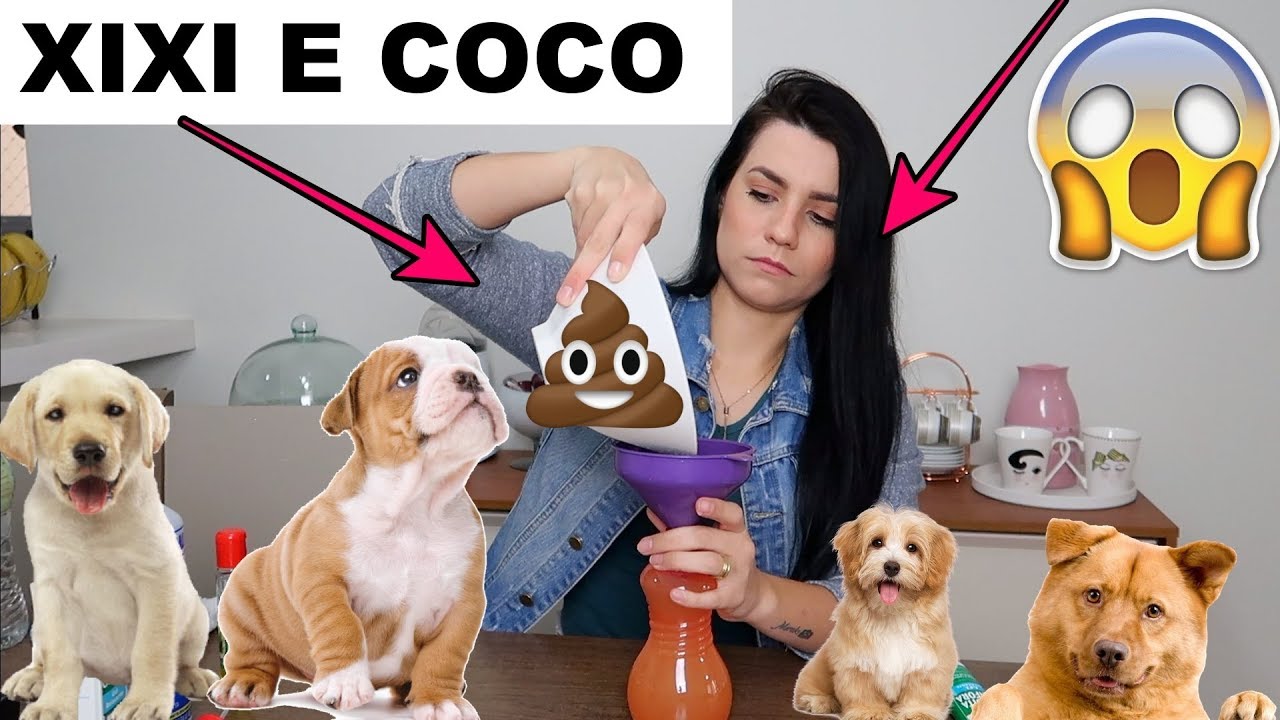 COMO ENSINAR O CACHORRO A FAZER COCO E XIXI NO LUGAR CERTO
