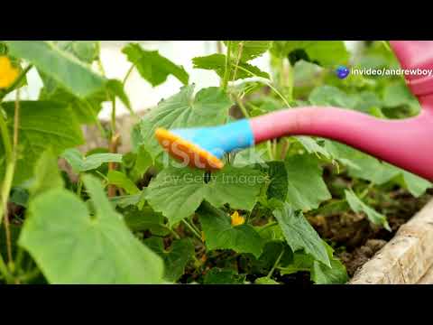 Mastering Cucumber Cultivation: From Seed To Harvest!