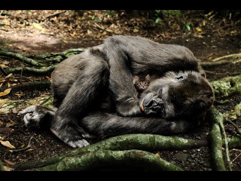 Crickets Sound and Birdsong, the Rustle of Grass - 2 hours of Nature Relax For Deep Sleep ASMR