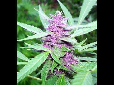 Stoney moe - Ganjaregelwerk