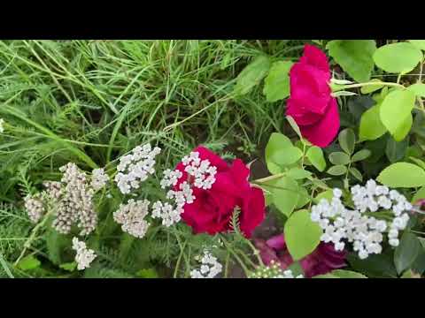 Ukrainian-bred roses: Ayu-Dah, Dzym, Zolota Osin, Krymskyy Samotsvit in my garden