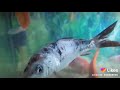 Fish Porn 2021 2022 Xnxx Xxxx Xnxx Xxxx Xbox One Xnxx 3pic Xvorkers Xvidio