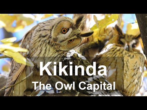 Kikinda: The Owl Capital of the World | Birdwatching | Long-eared Owls | Serbia | Hidden Gems