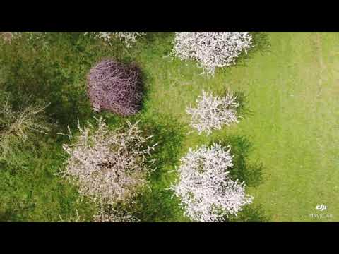 Chriesiwäg in Gipf-Oberfrick im Kanton Aargau