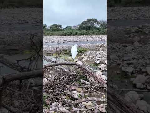 garcita blanca  río vaqueros salta #argentina #salta #avesacuáticas #rio #norteargentino #viajeros