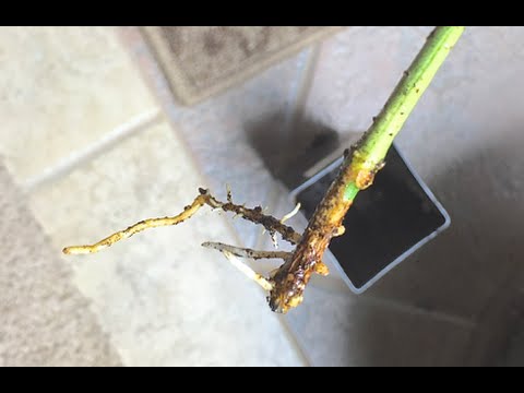 Rooting Citrus Cuttings with Success