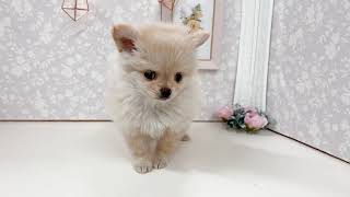 ハーフ犬の動画01