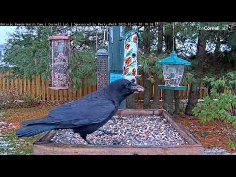 American Crow Packs Away Peanuts On The Ontario Feeder Watch Cam – Oct. 22, 2020